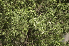 Psydrax oleifolia