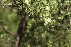 Psydrax oleifolia