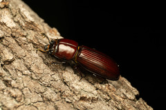 Aulacocyclus kaupii