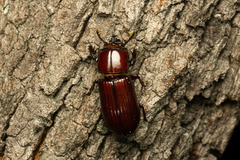 Aulacocyclus kaupii