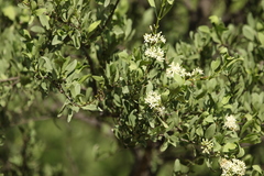 Psydrax oleifolia