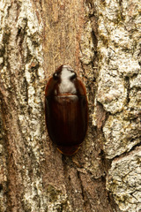 Pseudomorphini