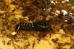 Cherax dispar