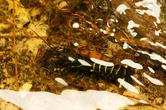 Cherax dispar
