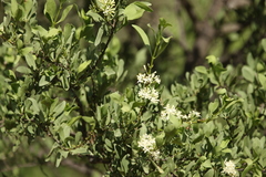 Psydrax oleifolia