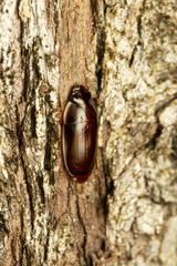 Pseudomorphini