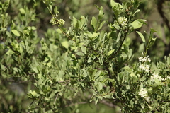Psydrax oleifolia