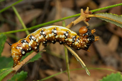 Psalidostetha banksiae