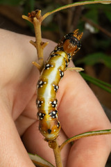 Psalidostetha banksiae