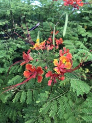 Caesalpinia pulcherrima