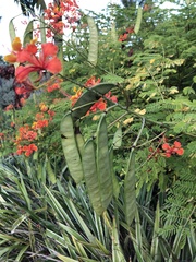 Caesalpinia pulcherrima