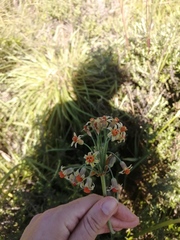 Tulbaghia acutiloba