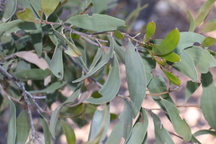 Acacia rhodoxylon