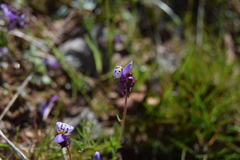 Linaria amethystea