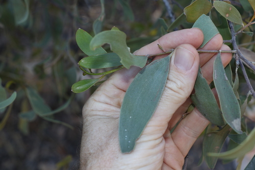 Image of Acacia rhodoxylon by (c) Greg Tasney, some rights reserved (CC BY-SA)