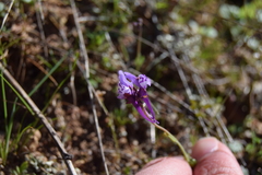 Linaria amethystea