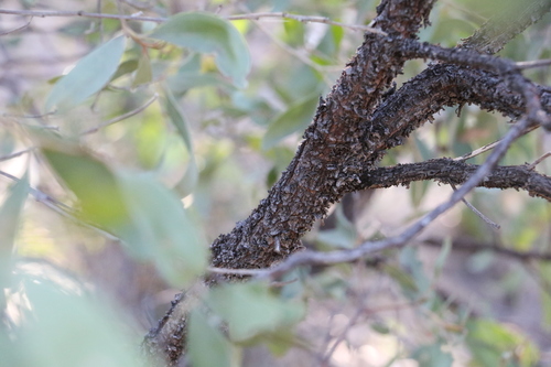 Image of Acacia rhodoxylon by (c) Greg Tasney, some rights reserved (CC BY-SA)