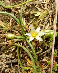 Romulea columnae