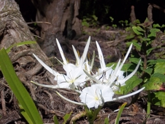 Hymenocallis rotata