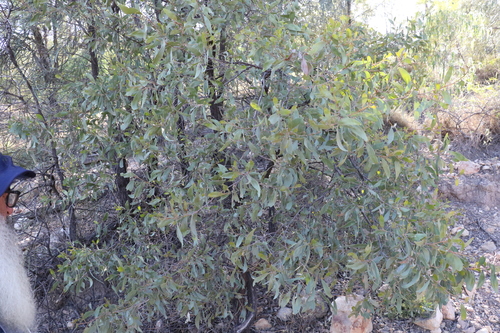 Image of Acacia rhodoxylon by (c) Greg Tasney, some rights reserved (CC BY-SA)
