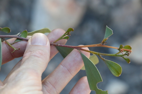 Image of Acacia rhodoxylon by (c) Greg Tasney, some rights reserved (CC BY-SA)