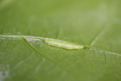 Macrodiplosis qoruca