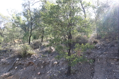 Acacia rhodoxylon