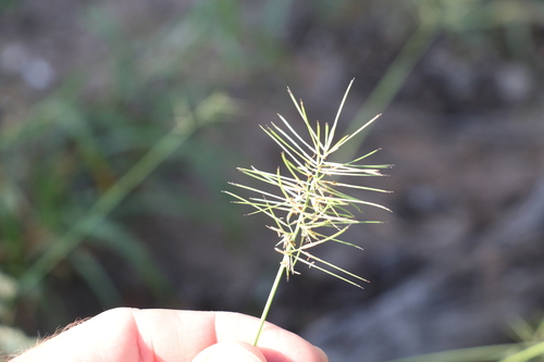 Image of Aristida caput by (c) Greg Tasney, some rights reserved (CC BY-SA)