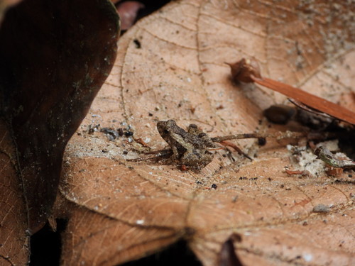 Tai river frog