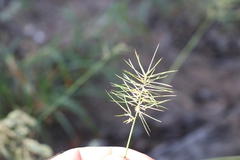 Aristida caput-medusae