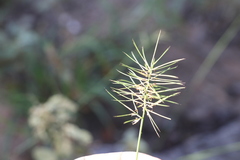 Aristida caput-medusae