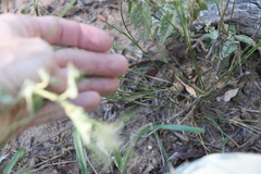 Aristida caput-medusae