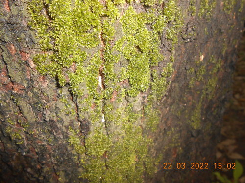 Calymperes tenerum observed 2022-03-22