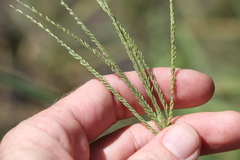 Leptochloa digitata