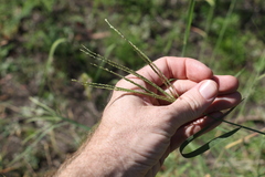 Leptochloa digitata
