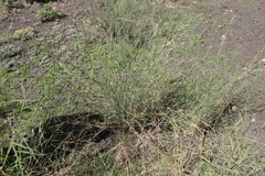 Leptochloa digitata