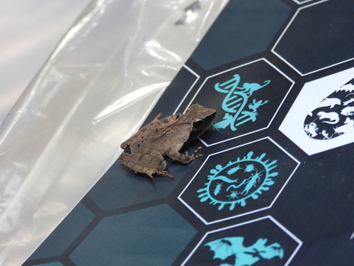 Coast River Frog