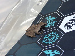 Phrynobatrachus plicatus