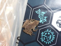 Phrynobatrachus plicatus