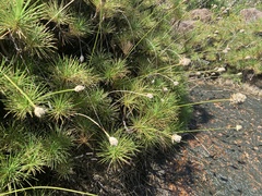 Borya septentrionalis