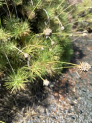 Borya septentrionalis