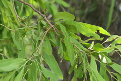 Alectryon oleifolius