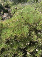 Borya septentrionalis