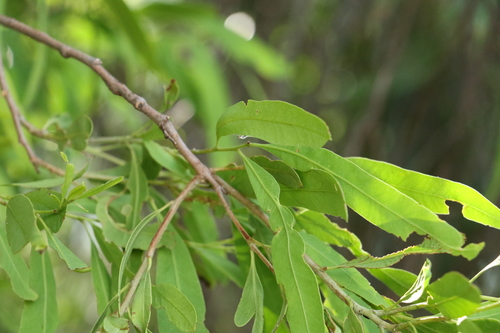 Image of Cattle Bush (Alectryon oleifolius) by (c) Greg Tasney, some rights reserved (CC BY-SA)