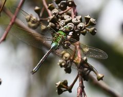Anax imperator