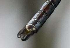 Anax imperator
