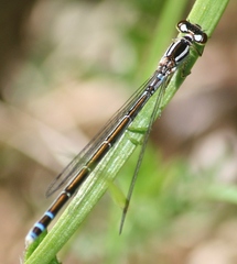 Coenagrion resolutum