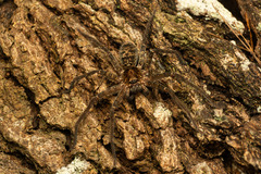 Heteropoda procera