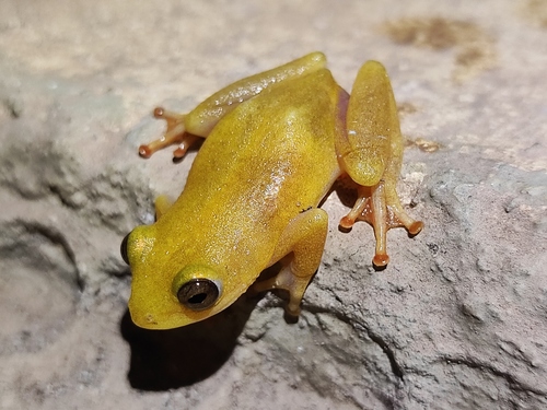 Variable Reed Frog