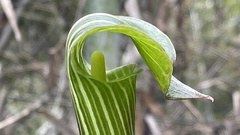Arisaema japonicum